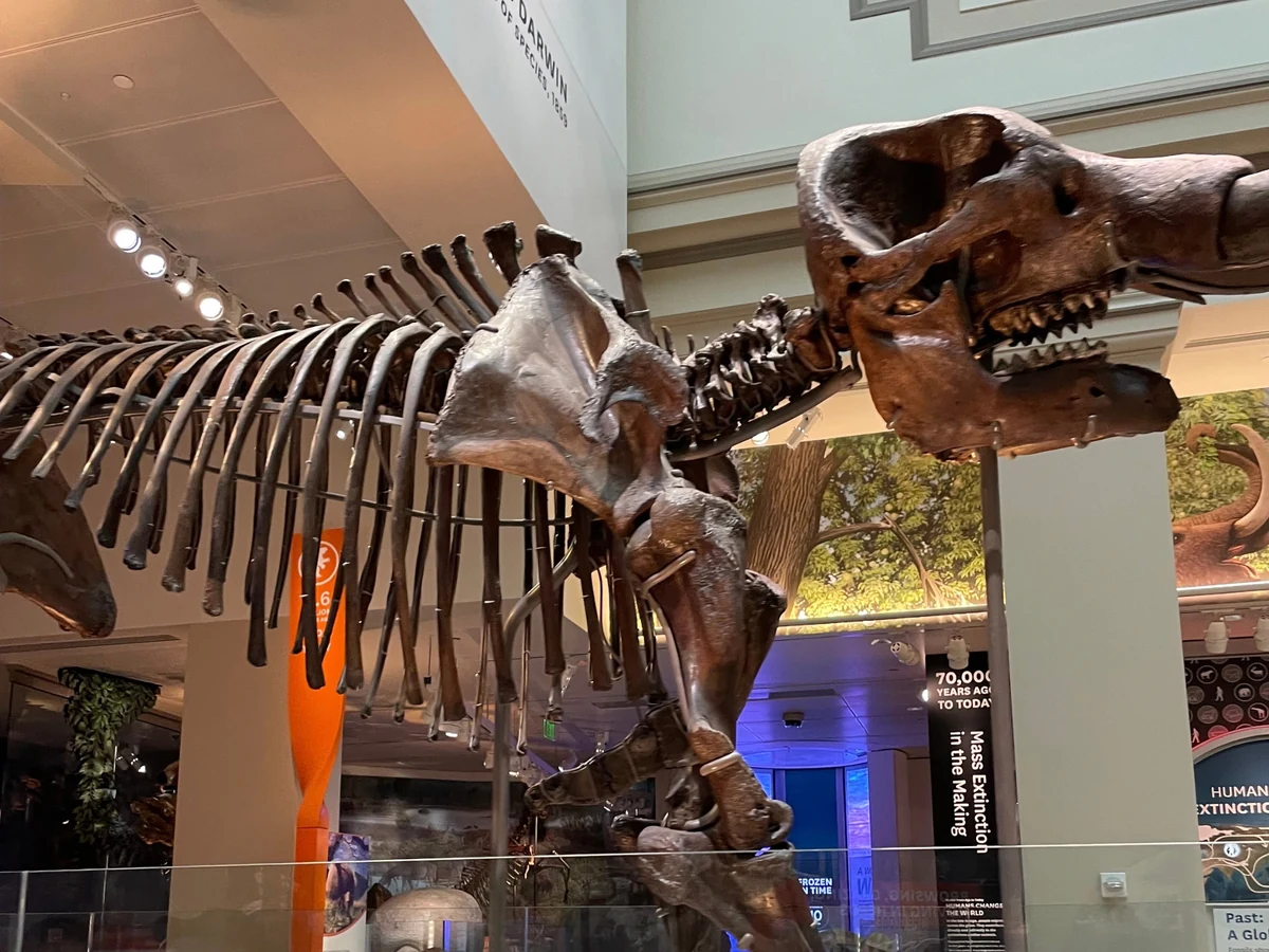 The Tyrannosaurus rex skeleton in the Deep Time fossil hall at the Smithsonian National Museum of Natural History