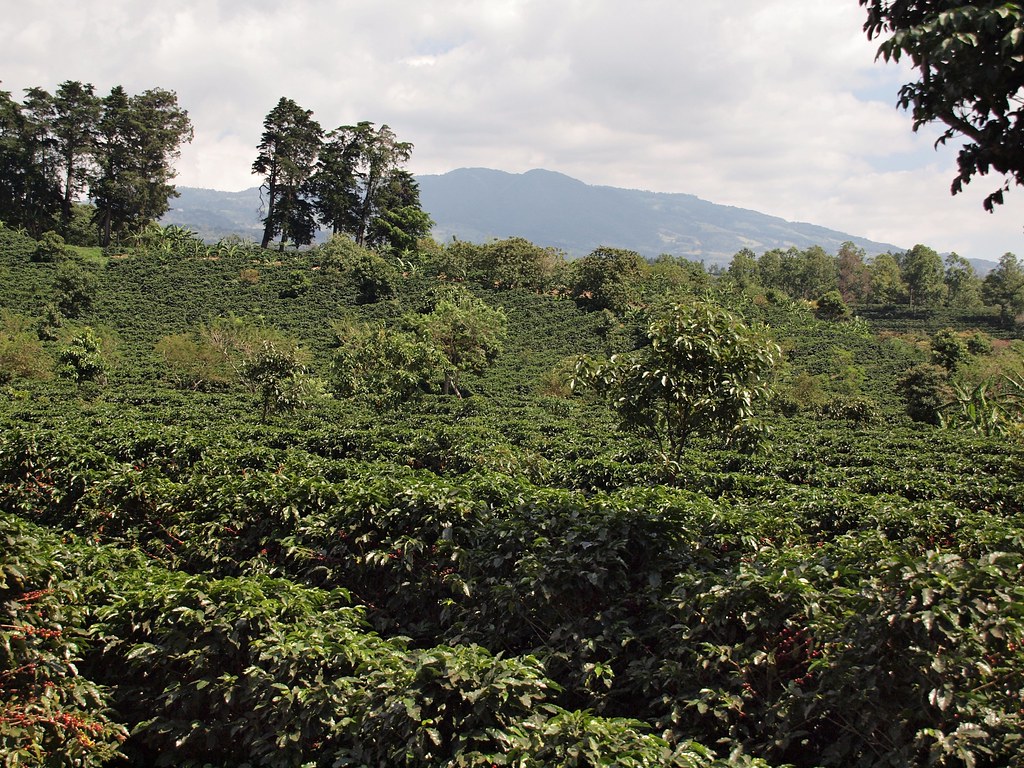 A lush coffee plantation with dense green plants stretches across rolling hills, with tall trees and a distant mountain range under a partly cloudy sky.