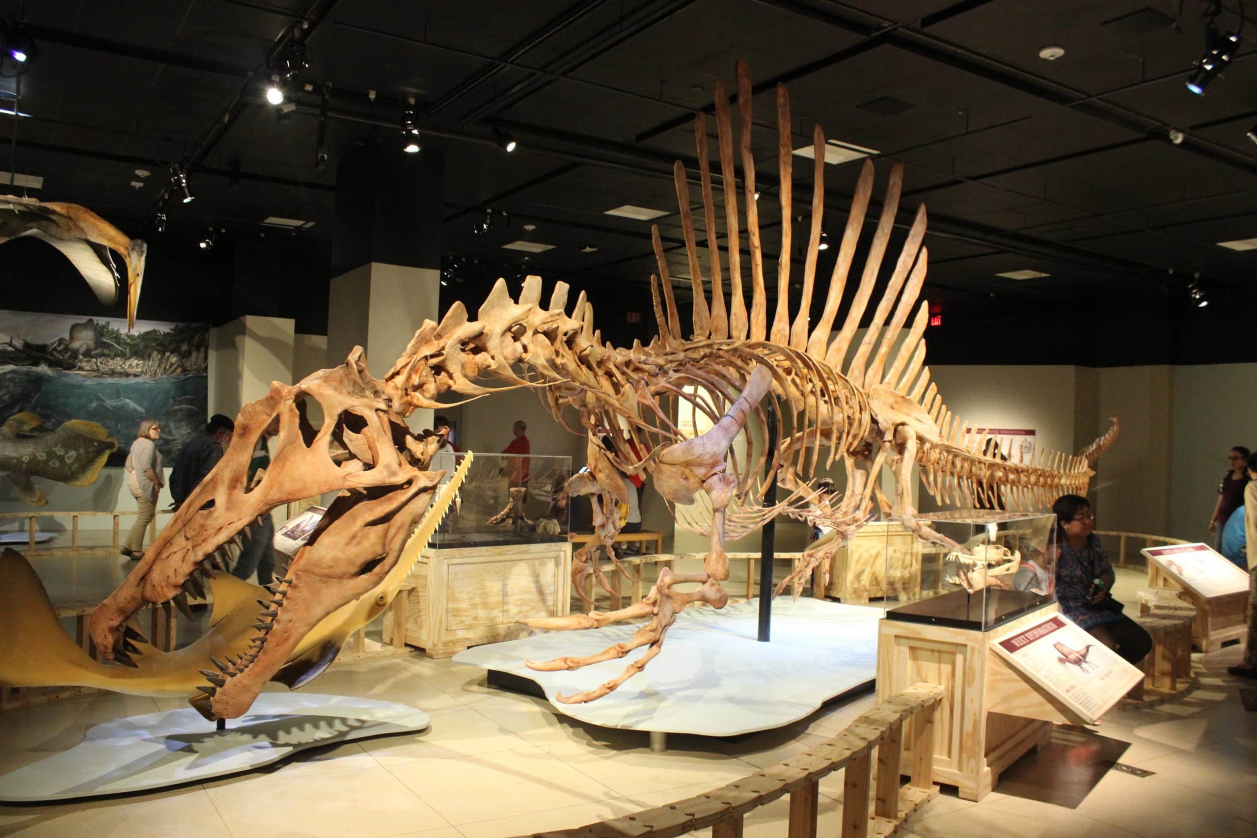 A large Spinosaurus skeleton with a tall sail is displayed in a museum exhibit, making it a standout attraction for STEM Washington DC school trip ideas, as visitors gather around to observe the impressive fossil and read informational plaques.