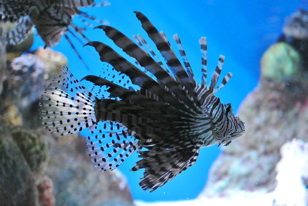 A lionfish swims in an aquarium, displaying its long, striped fins and spines against a blue water background with rocks and coral—an unforgettable sight from our school trip to Boston.