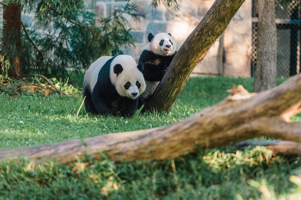 Two giant pandas are in a grassy outdoor enclosure at one of the Best Smithsonian Museums for Student Groups. One stands near a fallen tree trunk while the other leans against a slanted tree, with green foliage and a stone wall in the background.