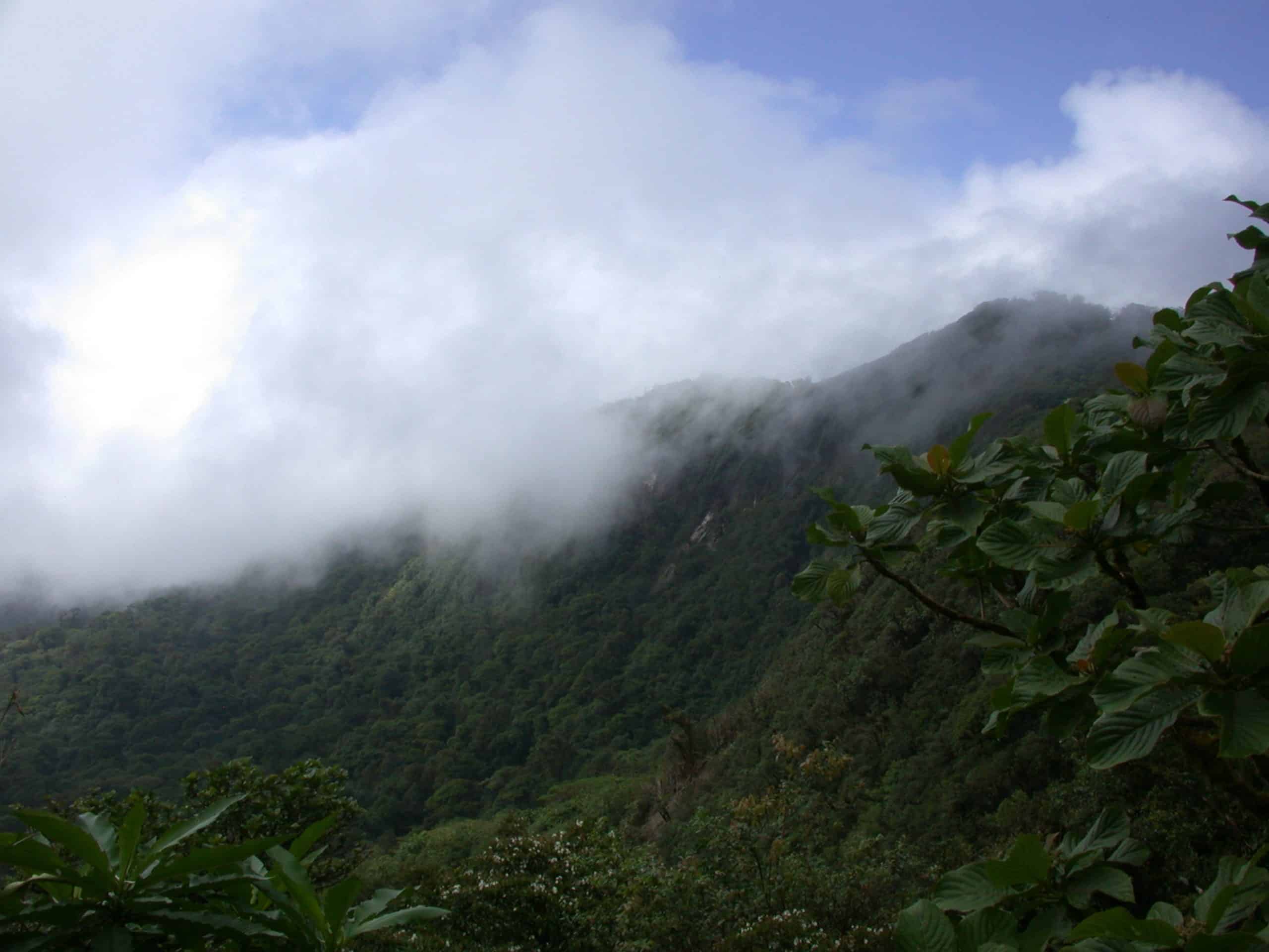 Mist and clouds drift over a lush, green forested mountain slope under a partly cloudy blue sky, with leafy branches in the foreground.
