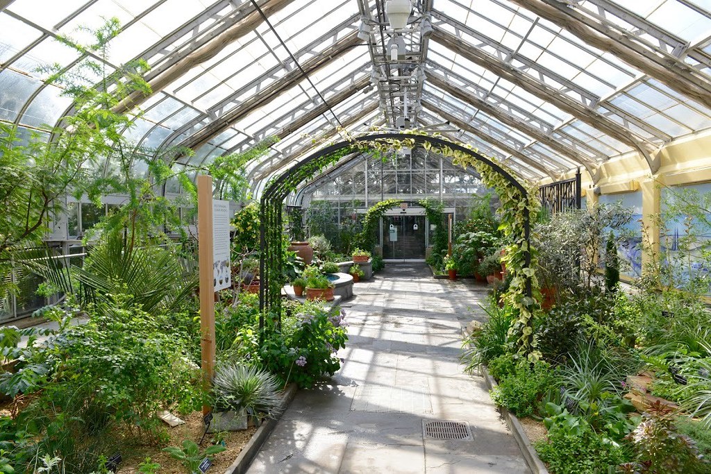 A bright greenhouse filled with lush green plants and trees, with sunlight streaming through the glass roof—perfect inspiration for educational field trips to Washington DC, as students discover nature along a stone path leading to a doorway at the far end.