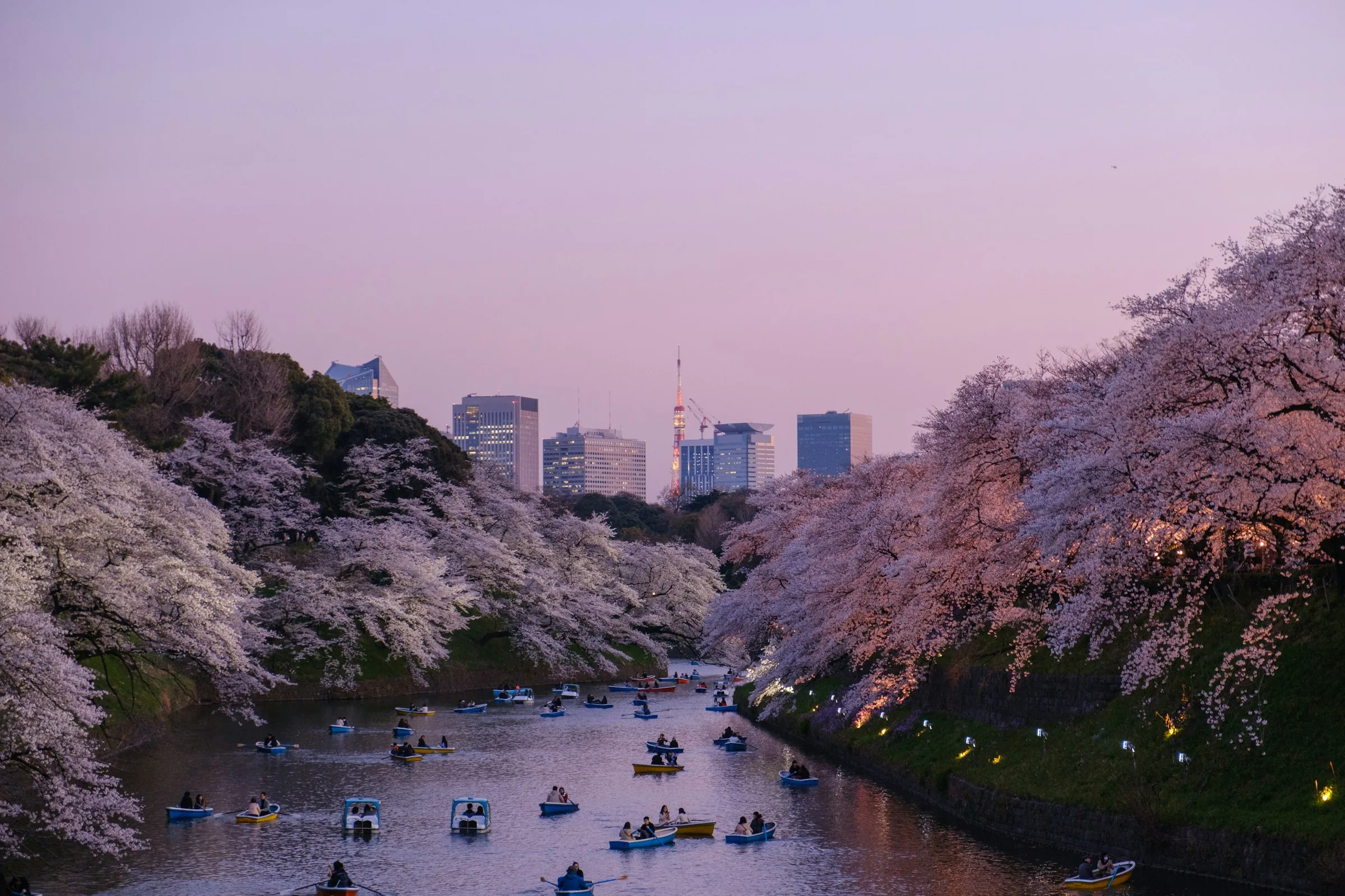 Cherry blossoms and boats along the Chidorigafuchi moat in Tokyo, Japan