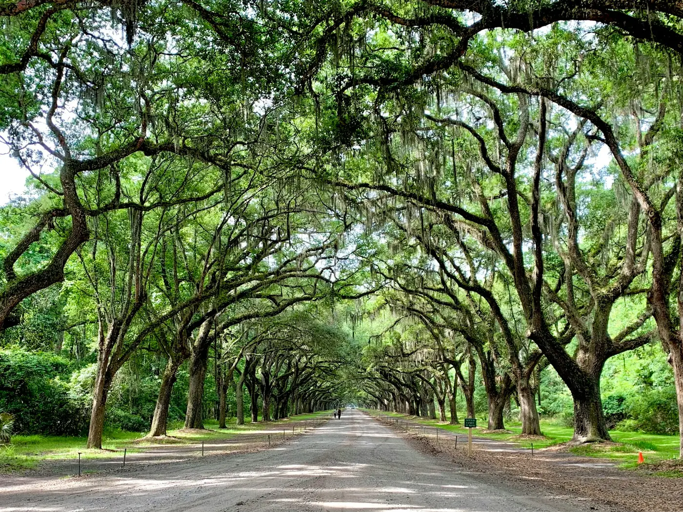 The live oak avenue draped in Spanish moss at Wormsloe Historic Site near Savannah, Georgia