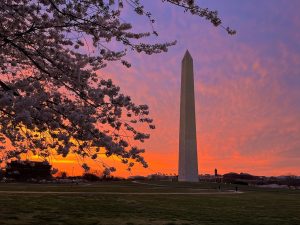 The Washington Monument stands tall against a vibrant sunset sky, with blossoms framing the foreground and a soft glow reflecting on the monument.