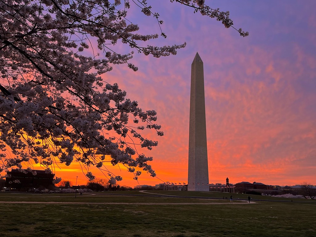The Washington Monument stands tall against a vibrant sunset sky, with blossoms framing the foreground and a soft glow reflecting on the monument.