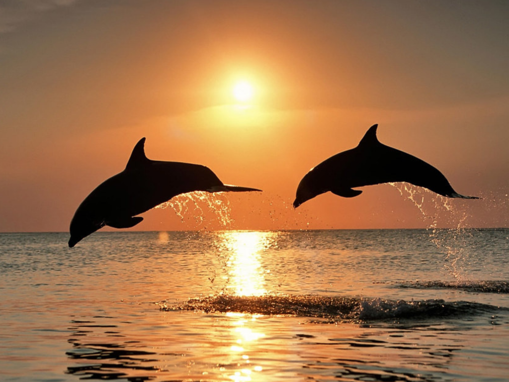 Two dolphins leap out of the ocean at sunset, silhouetted against the orange sky—an unforgettable scene reminiscent of experiences with Landmark Educational Tours Registration.