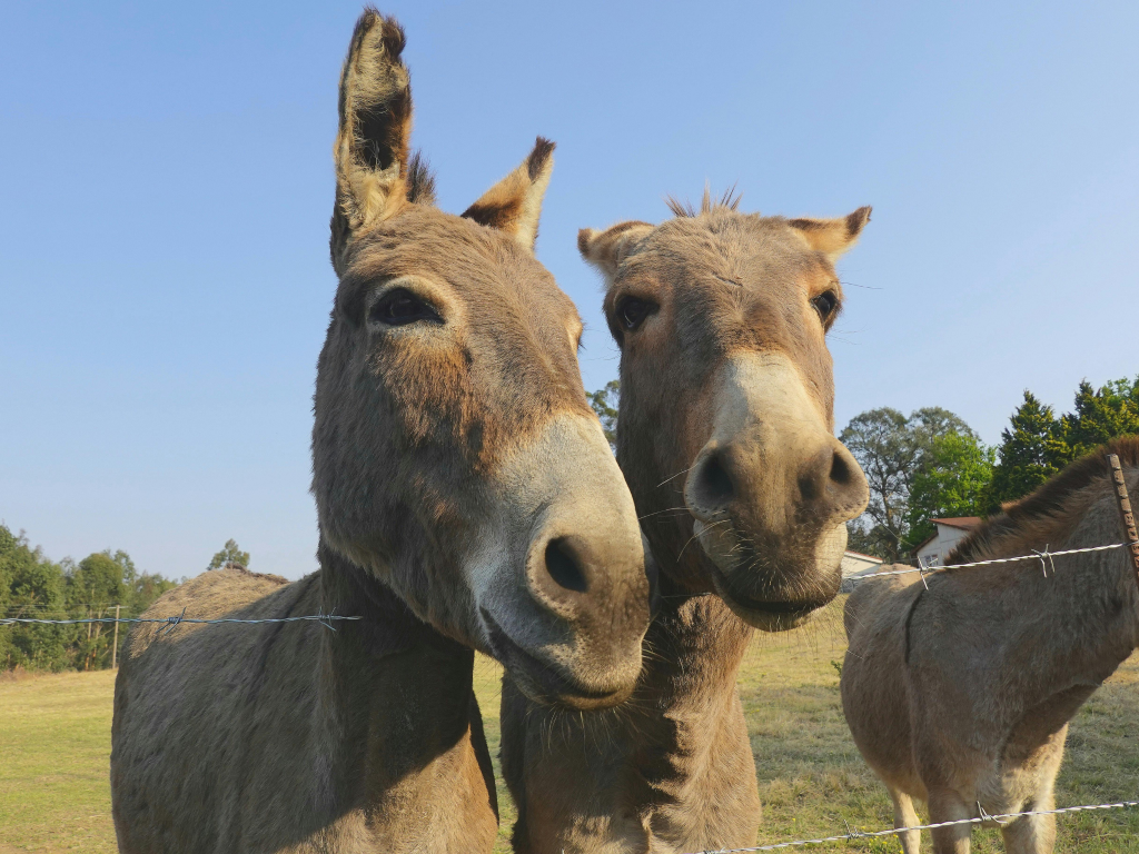 Two donkeys stand close together, facing the camera over a wire fence in a sunny, grassy field with trees and blue sky—an inviting scene reminiscent of a Landmark Educational Tours Registration adventure. Another donkey is partially visible on the right.