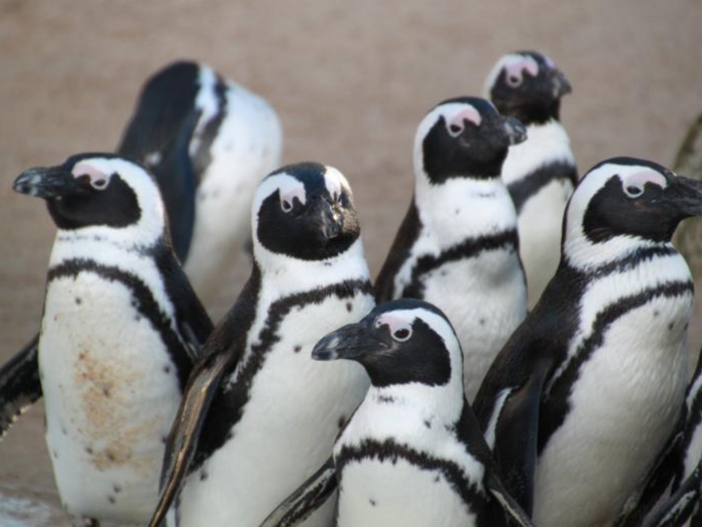 A group of six black and white penguins with distinctive markings stands closely together on a sandy surface, facing various directions.