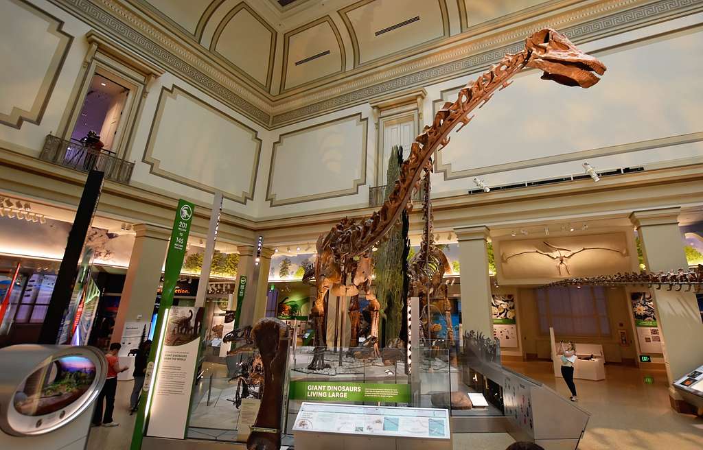 A large dinosaur skeleton, likely a sauropod, is displayed in the spacious hall of the Smithsonian National Museum of Natural History in Washington DC, where visitors observe the exhibit and other fossils in the background.