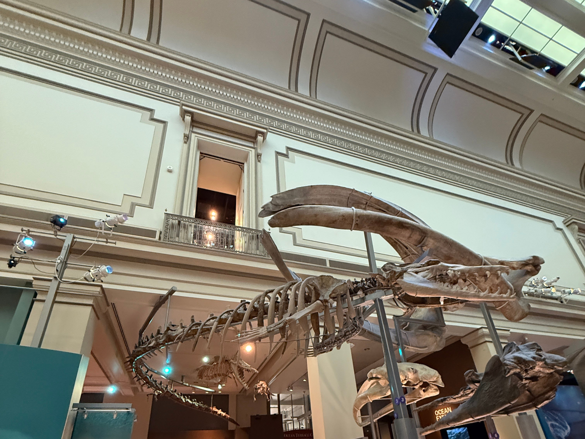 A large marine reptile skeleton, likely a plesiosaur, is suspended in the Smithsonian National Museum of Natural History, Washington DC, with ornate architectural details and spotlights highlighting the display.
