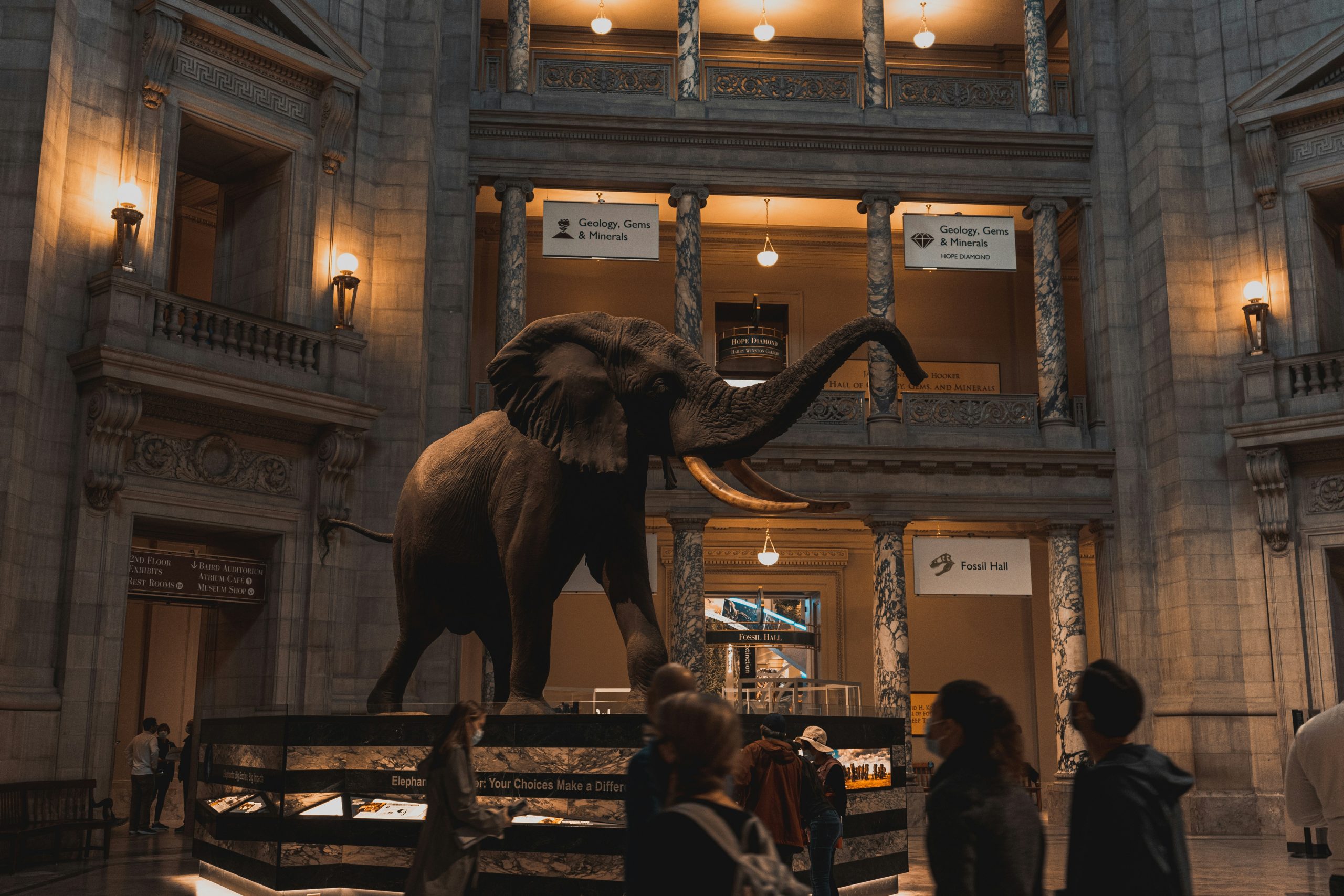 A large elephant statue stands in the center of the Smithsonian National Museum of Natural History in Washington DC, with visitors admiring the exhibit beneath soaring ceilings and balconies. Signs for gem, mineral, and fossil halls are visible in the background.