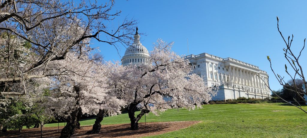The U.S. Capitol building is seen behind vibrant cherry blossoms Washington DC, set beneath a clear blue sky, with green grass and a gentle slope in the foreground.