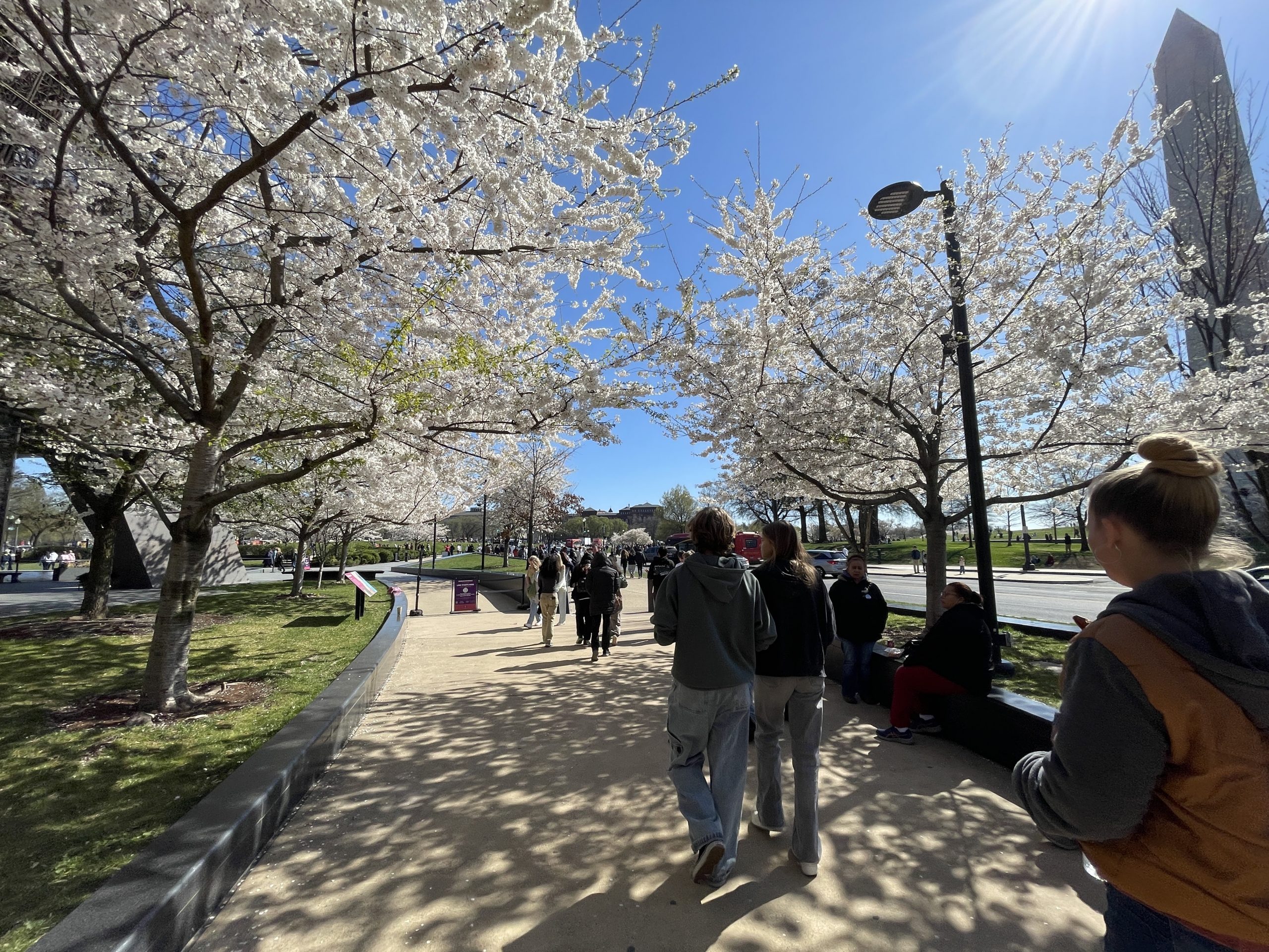 People walk along a sunlit path lined with blooming cherry blossom trees under a clear blue sky, reminiscent of Cherry Blossoms in Washington DC. Some sit on benches as dappled shadows from the blossoms stretch across the pavement.