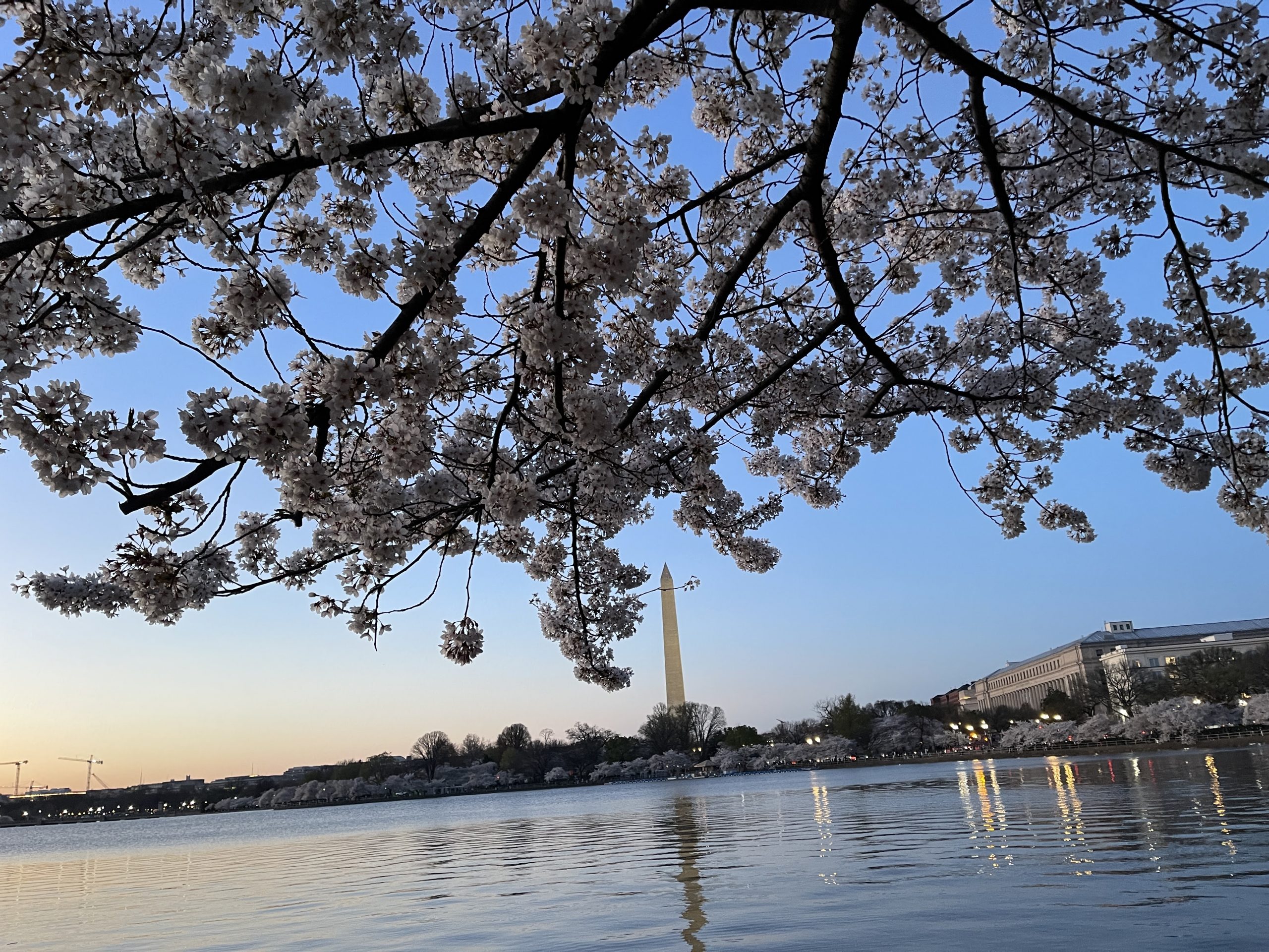 Cherry Blossoms Washington DC frame the view of the Washington Monument across the Tidal Basin at sunset, their reflection shimmering in the calm water with city buildings visible in the background.
