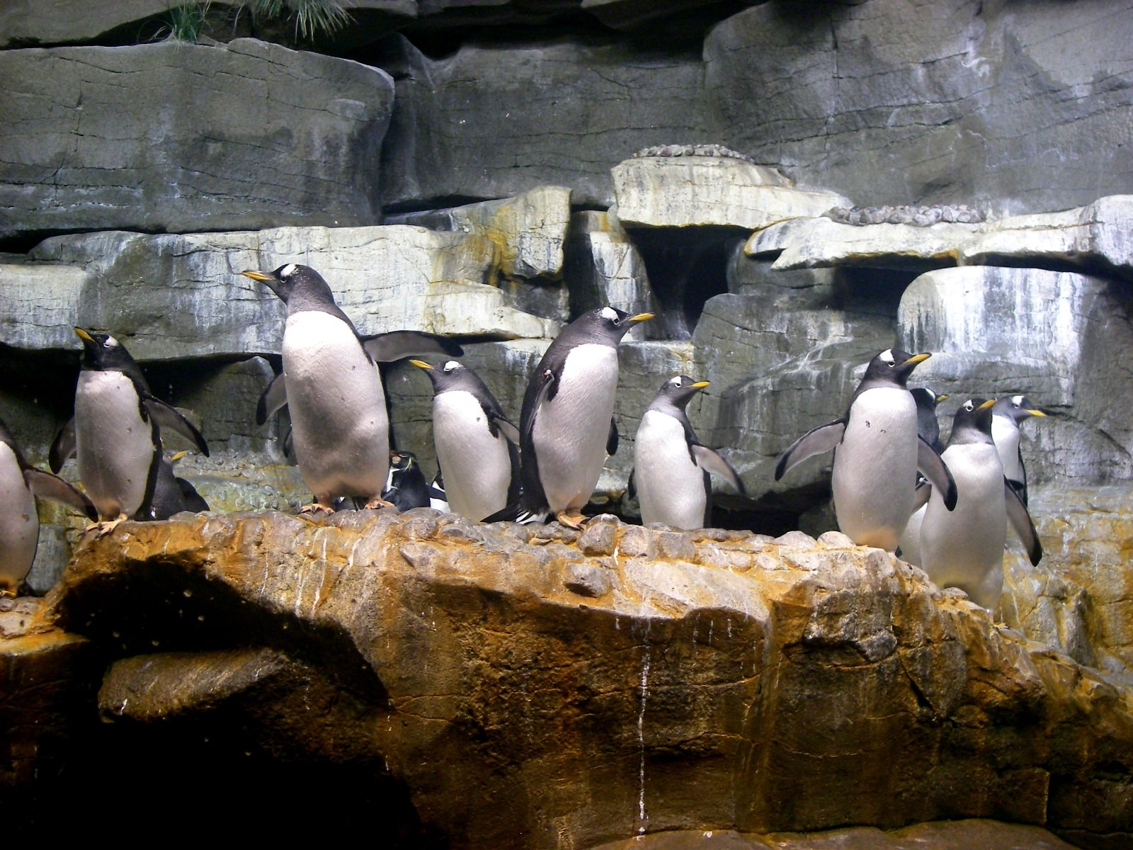 A group of penguins stands on a rocky ledge in front of large, layered rock formations—an unforgettable sight for any Chicago Field Trip, with some penguins facing forward while others glance to the side.
