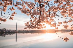 Cherry blossom branches in full bloom frame the sunrise over the Tidal Basin in Washington, D.C., showcasing iconic Washington DC Cherry Blossoms and a reflection of the Washington Monument in the calm water.
