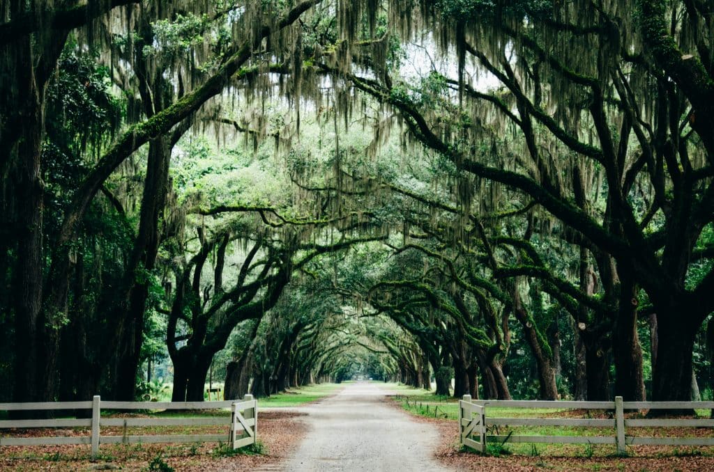 A dirt road lined with large oak trees covered in hanging Spanish moss, creating a natural archway—perfect for a field trip. White wooden fences frame the entrance, with lush greenery evoking the charm of Savannah, GA.