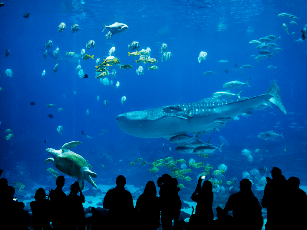 Silhouettes of people, on a Landmark Educational Tours Registration outing, watch various fish, a large whale shark, and a sea turtle swim in a massive aquarium tank filled with blue water.