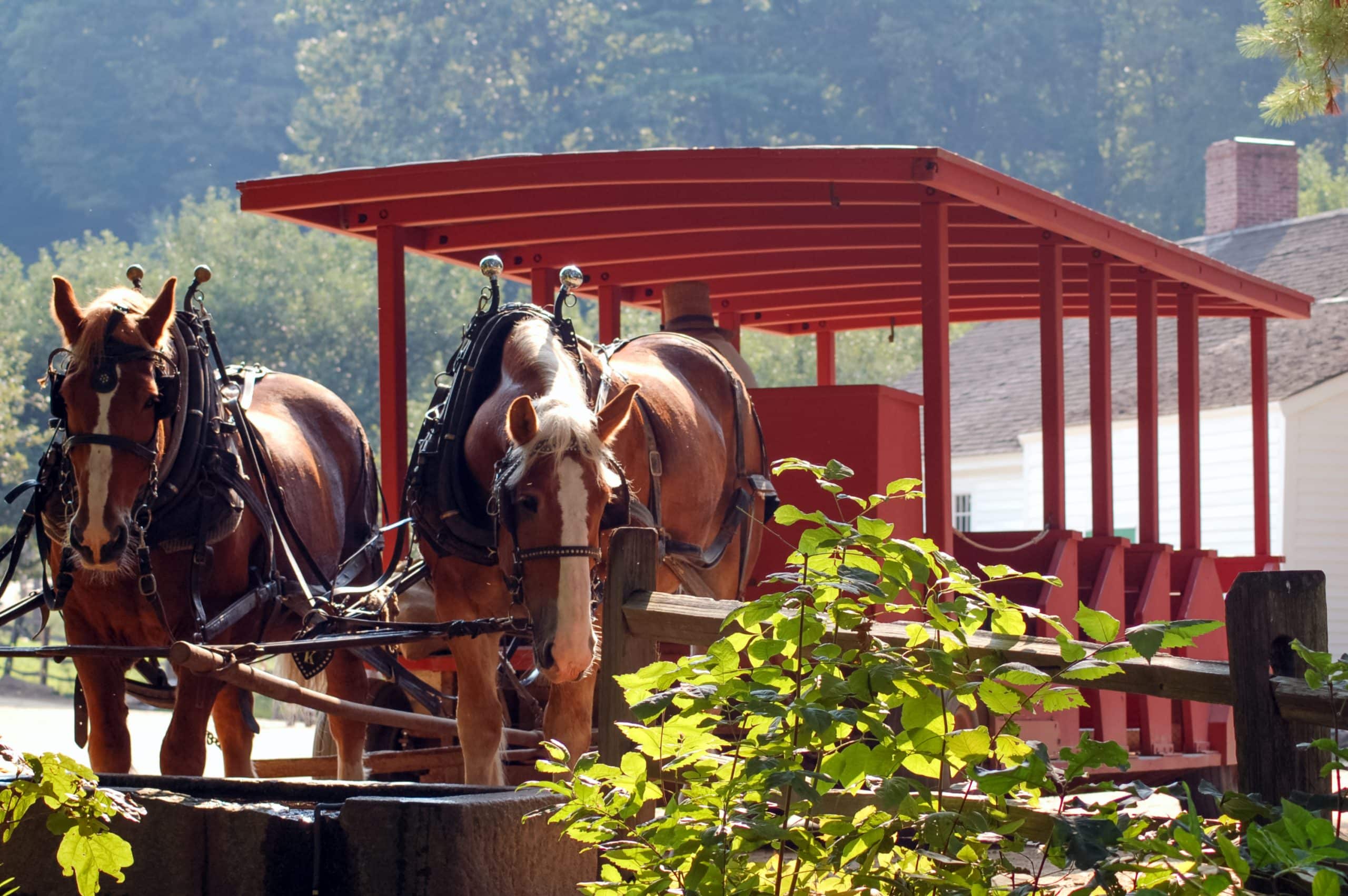 Two brown horses harnessed to a large red wooden wagon stand near a fence, with green foliage in the foreground and buildings in the background on a sunny day.