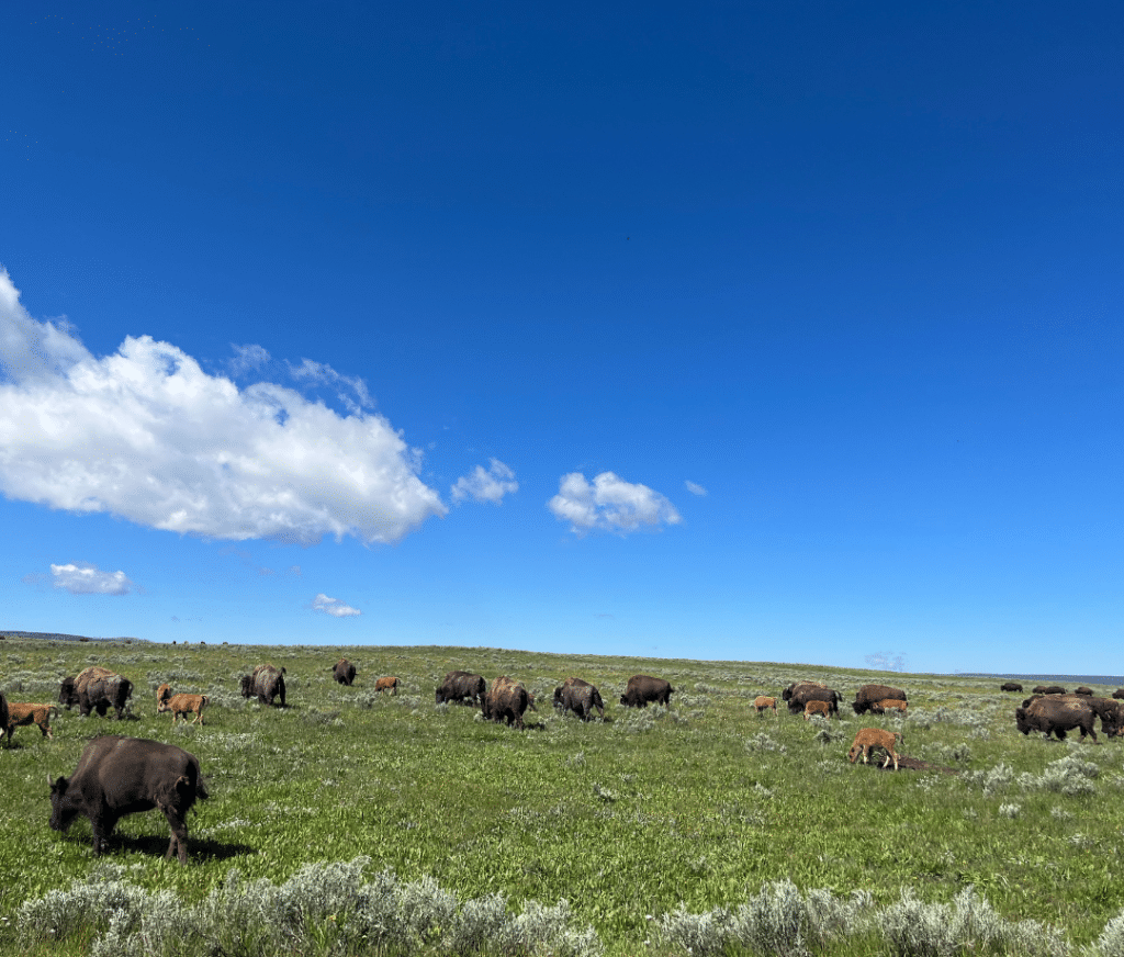 A herd of bison grazes on a green plain under a clear blue sky, as part of a Yellowstone National Park field trip. The vast landscape stretches to the horizon, dotted with wild grasses and sagebrush.
