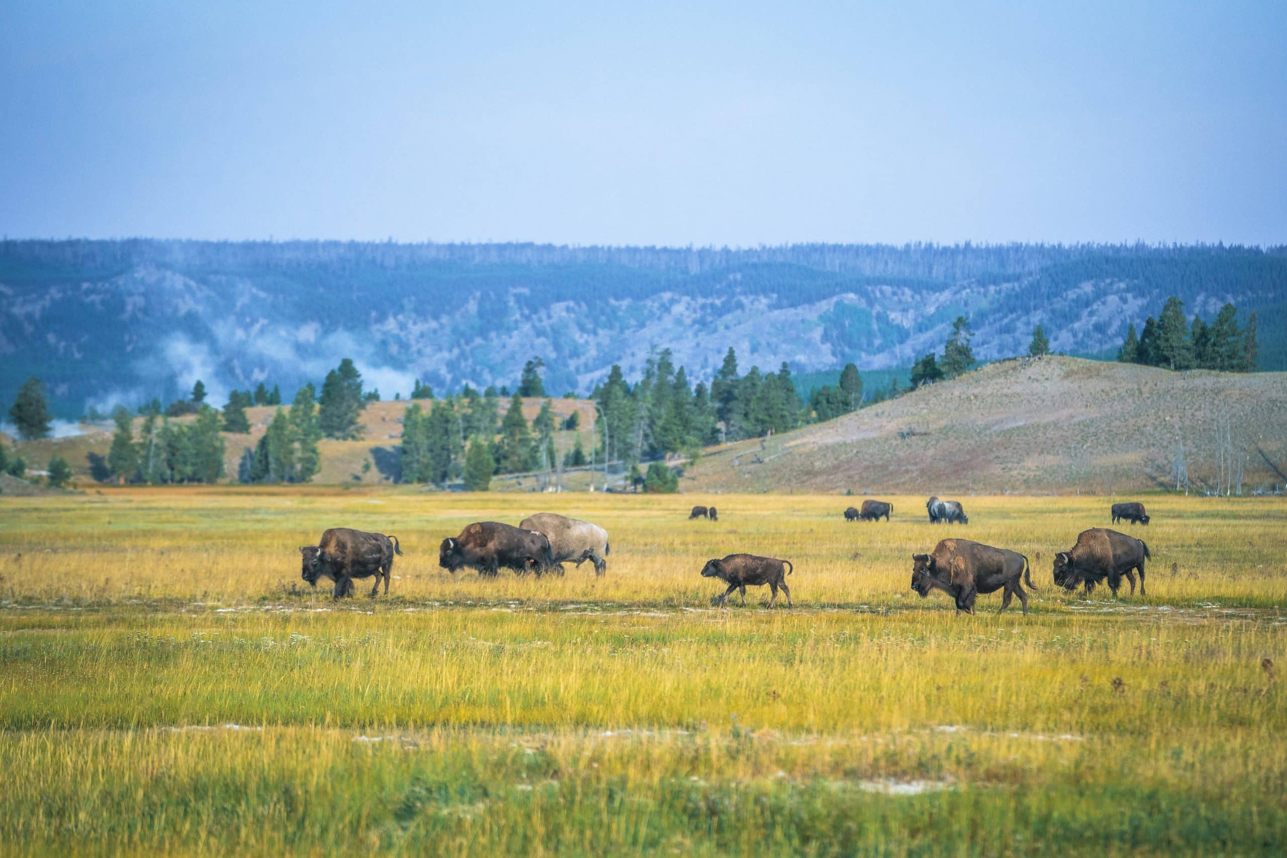 Bison herd grazing in a grassy field with rolling hills, scattered trees, and distant forested mountains under a clear blue sky—a timeless scene echoing themes of wilderness and natural harmony.