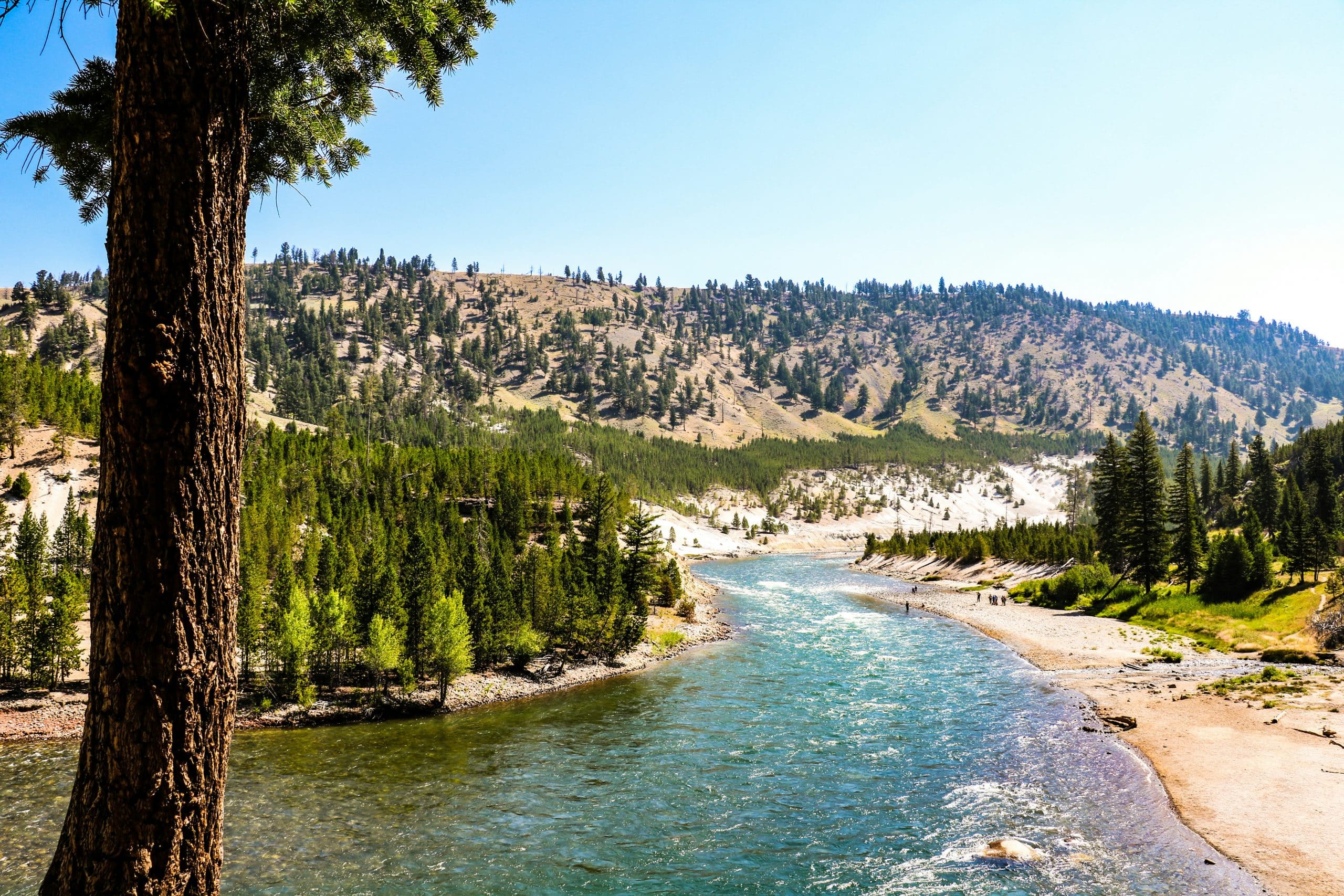 A wide river flows through a forested valley with pine trees, rocky hills, and clear blue sky. Perfect for Yellowstone Field Trips, the bright landscape features a large tree in the foreground, inviting exploration under sunny skies.