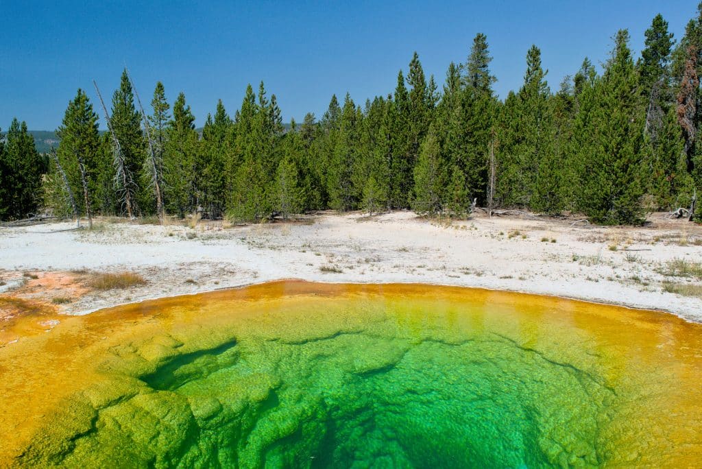 A vibrant hot spring with green and yellow mineral deposits in the foreground, surrounded by white soil and dense green pine trees under a clear blue sky—a perfect scene for Yellowstone Field Trips.