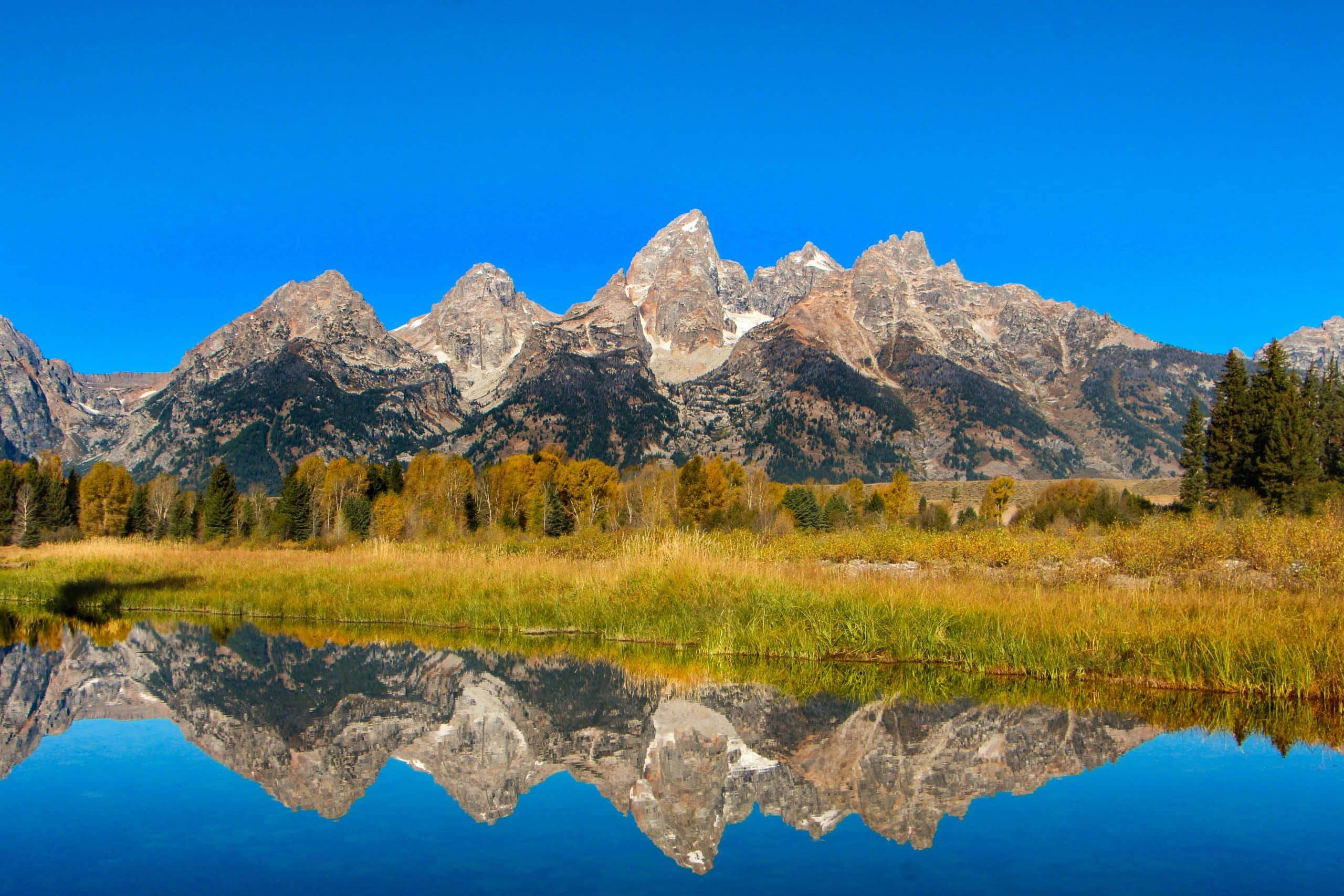 Snow-capped mountain peaks and tall trees are reflected in a calm, clear lake under a bright blue sky, with golden grass in the foreground—an ideal setting for Yellowstone Field Trips.