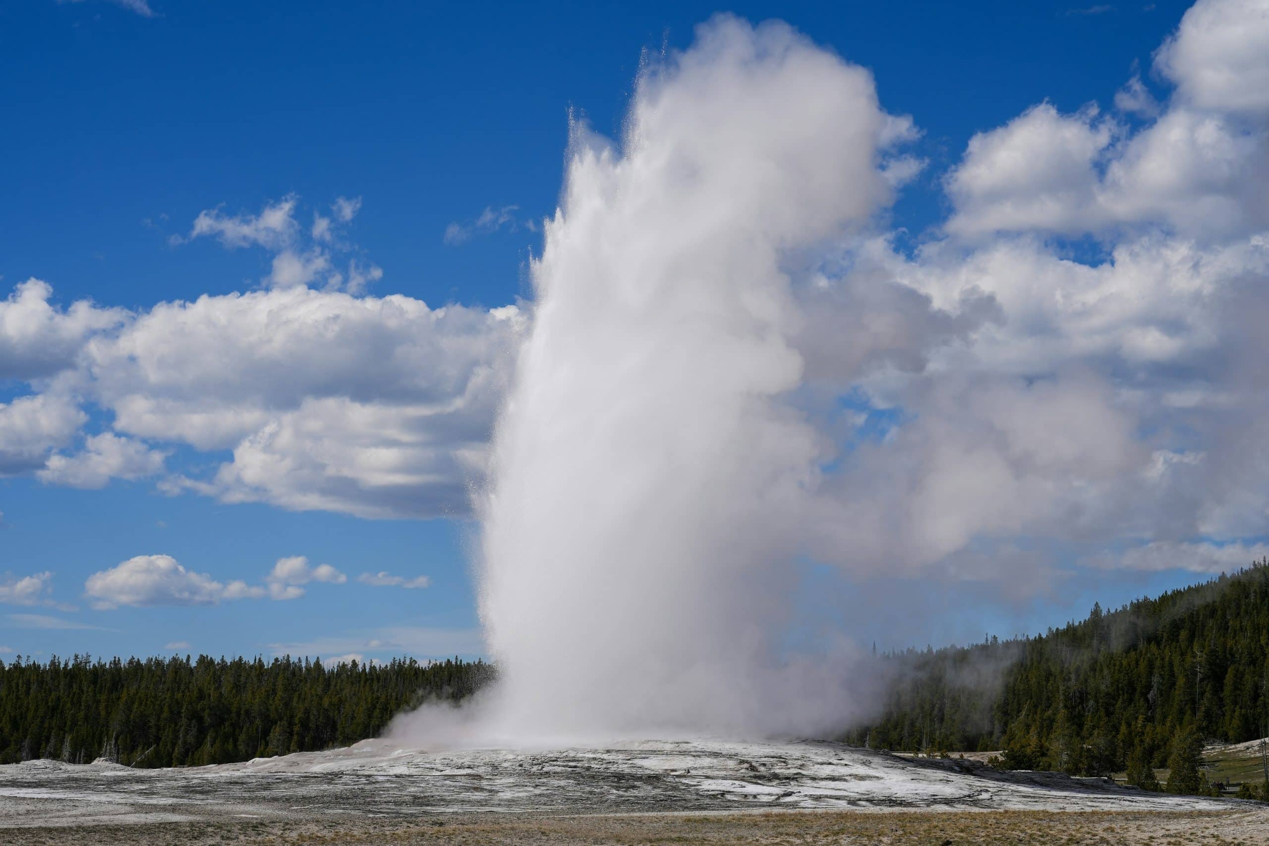 A large geyser erupts, shooting a tall column of steam and water into the air under a partly cloudy blue sky, with a forested area in the background—an iconic sight often experienced on Yellowstone field trips.