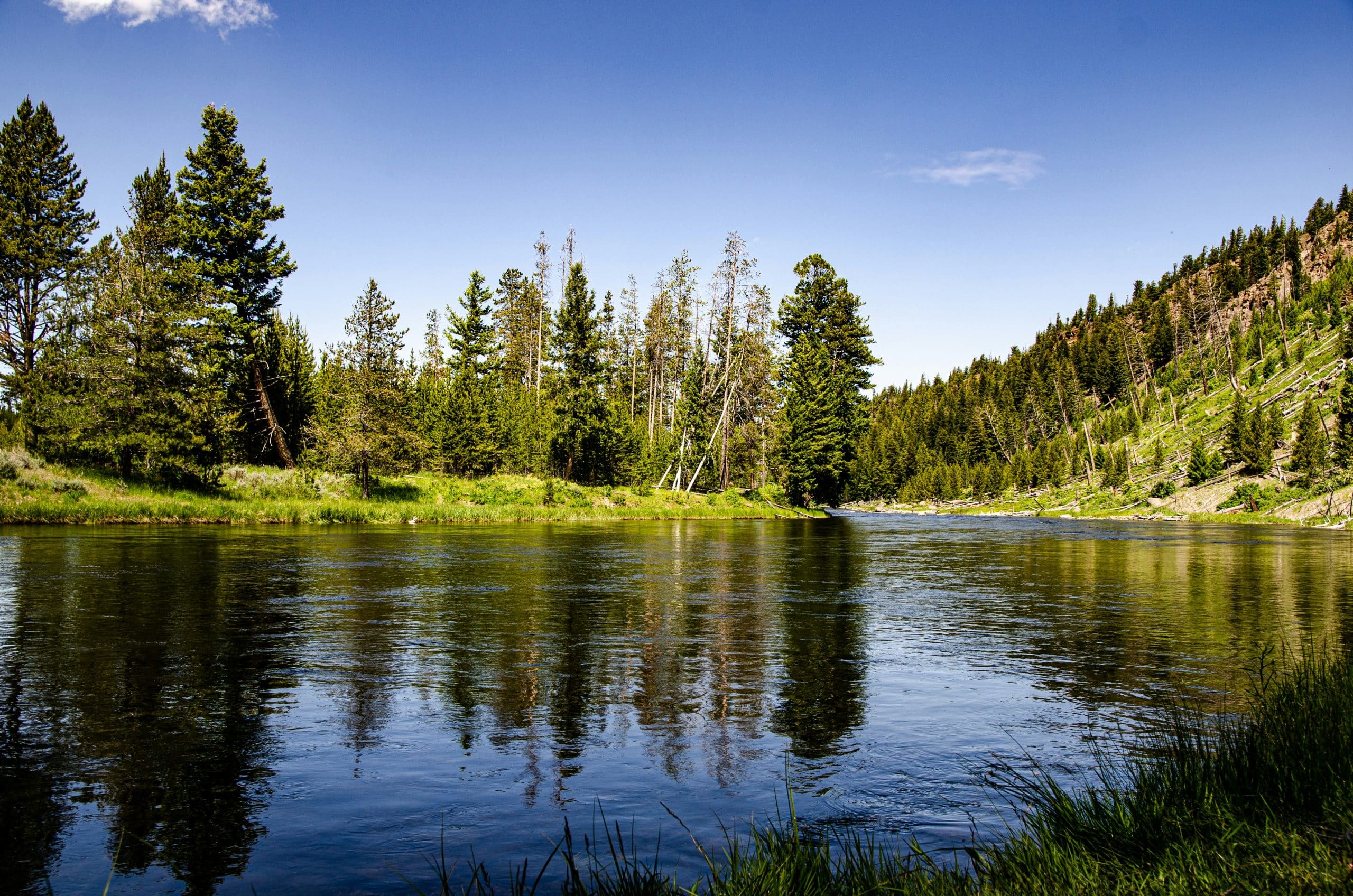 A calm river flows through a forested landscape, reflecting tall green pine trees under a clear blue sky—a perfect scene from our Yellowstone school trip on a bright, sunny day.
