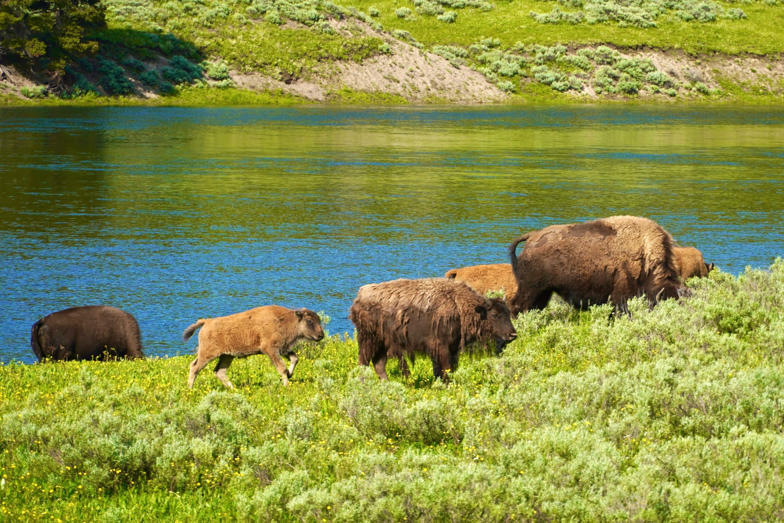 A group of bison, including adults and calves, grazes on green grass near the edge of a blue river during Yellowstone field trips, with lush vegetation and rolling hills in the background.