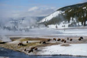Bison graze on snowy and grassy ground near a stream during Yellowstone Field Trips, with steam rising from hot springs and snow-covered hills and pine trees under a partly cloudy sky.