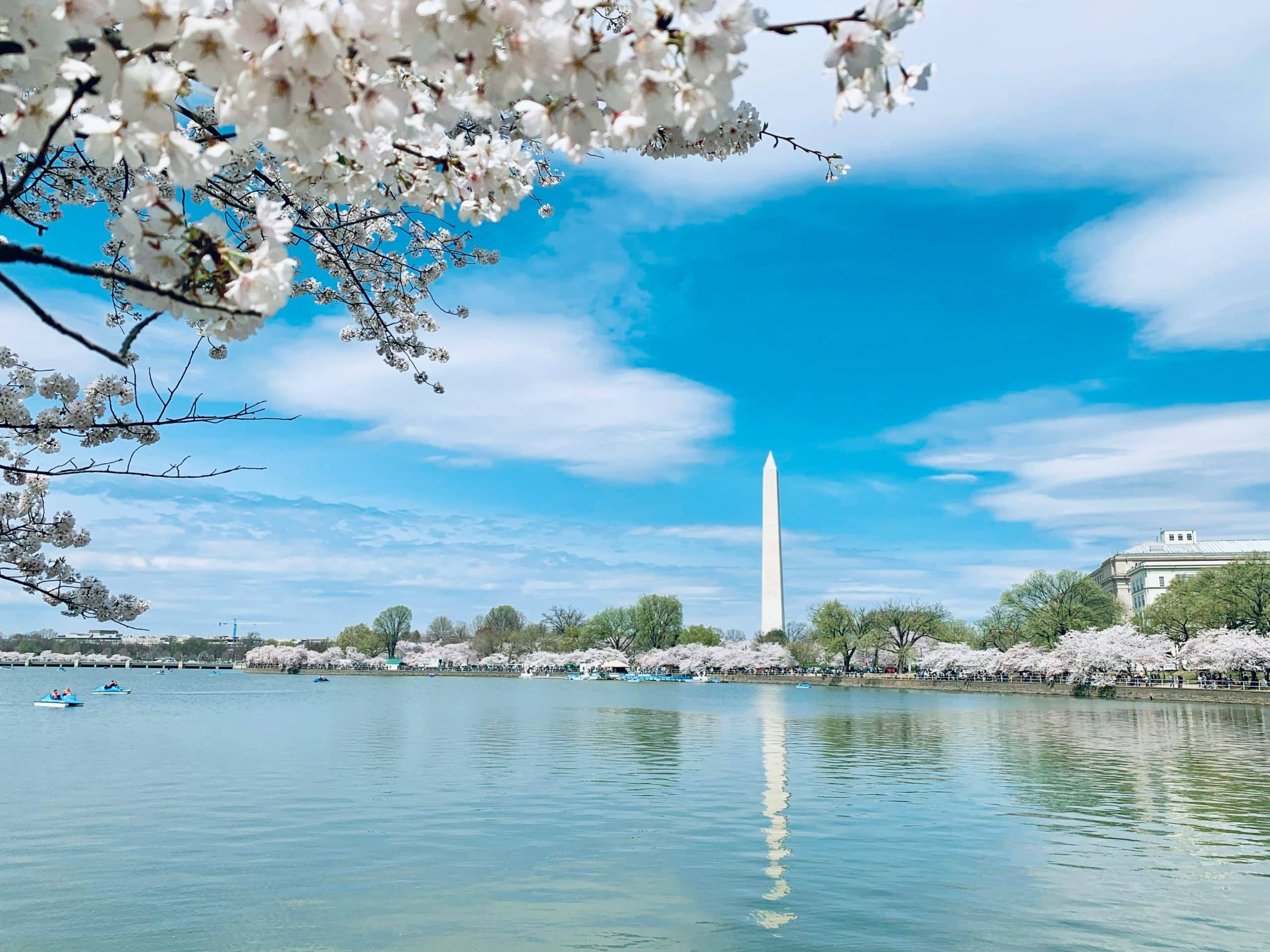 Cherry blossoms frame the view of the Washington Monument across calm water under a bright blue sky. Trees line the shore, boats drift by, and students on a school field trip from Quaboag MA enjoy this picturesque scene.