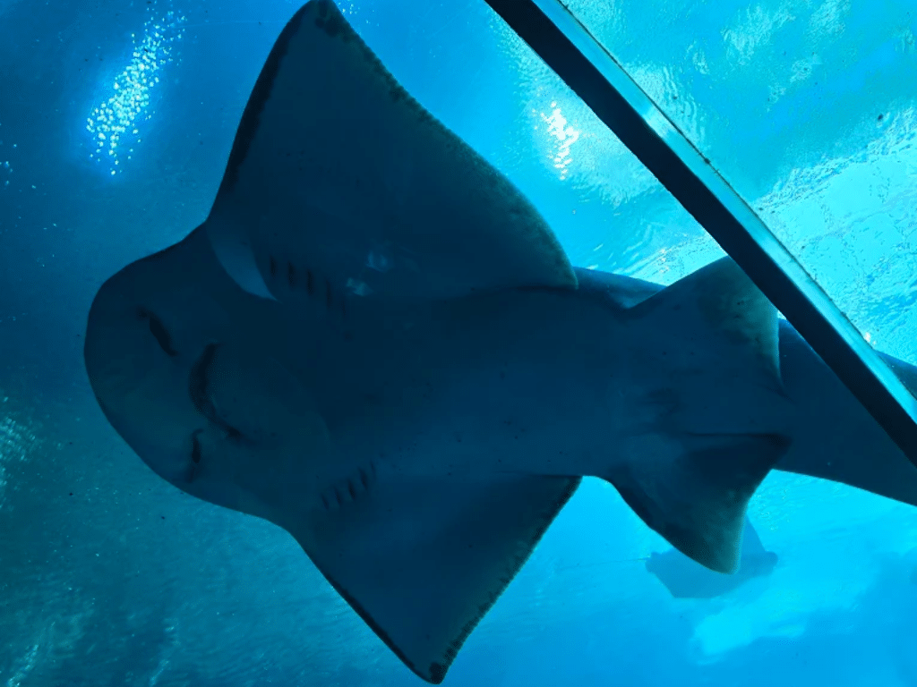 A large ray-like fish swims above a glass viewing tunnel in an aquarium, seen from below against a bright blue, sunlit water backdrop—a stunning scene often featured on Landmark Educational Tours Registration materials.
