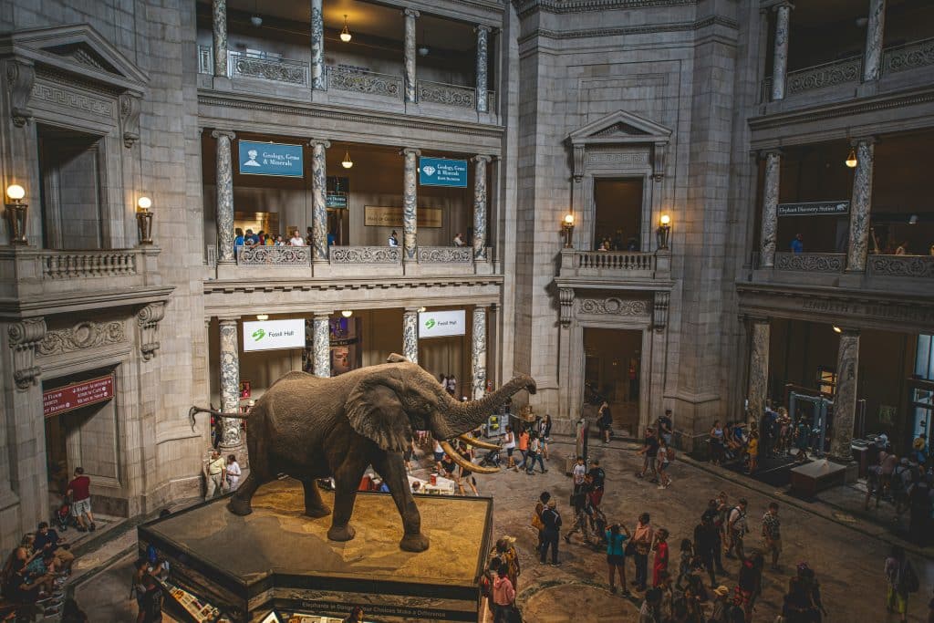 A large elephant statue stands in the center of a grand museum atrium in Washington DC, where visitors walk around observing the exhibit and might even wonder: What does the DC stand for in Washington DC?.